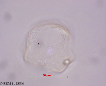 Distichia muscoides - lame n° 29157